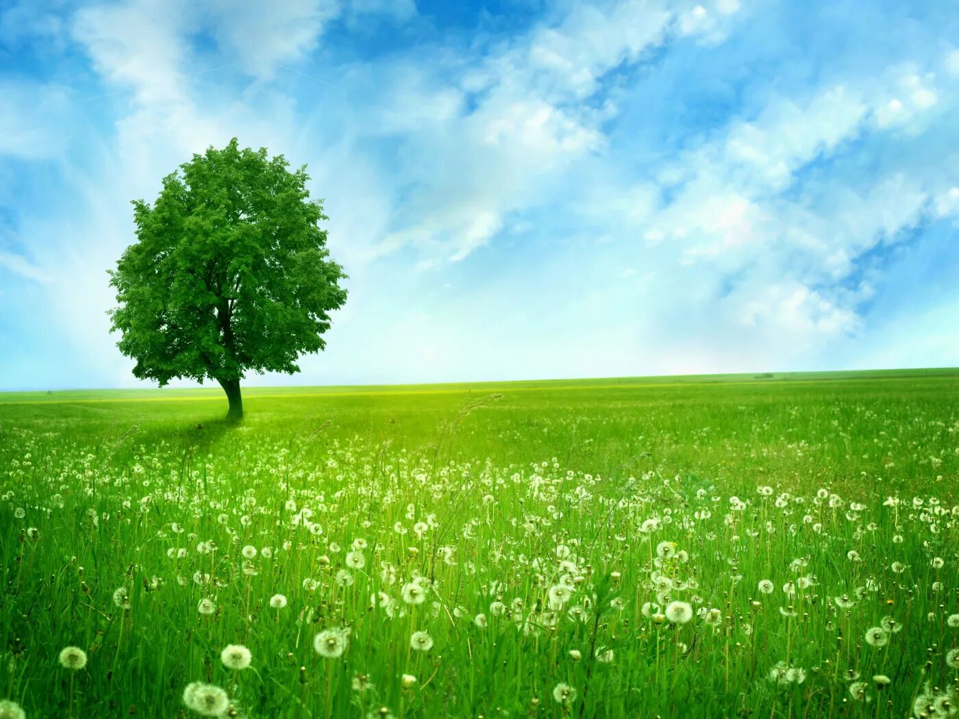 I like trees. I like trees