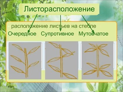 Стебель листорасположение
