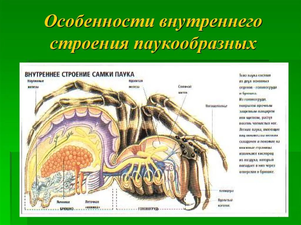 Паукообразные внутреннее. Паукообразные биология строение. класс паукообразные строение паука. класс паукообразные внутреннее строение. внешнее строение паука 7 класс биология.