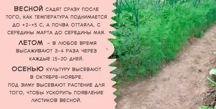 Можно ли сажать укроп в апреле. Посадка укропа в открытый грунт семенами. сажаем укроп в открытый грунт семенами весной. как посадить укроп в открытый грунт семенами. посадить укроп в открытый грунт.