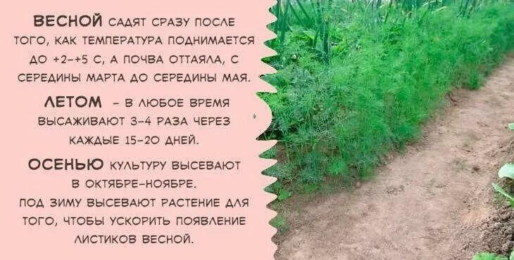 Как посеять семена укропа в открытый. Посадка укропа весной в открытый грунт. Посадка укропа в открытый грунт семенами. Посадка укропа в открытый грунт семенами весной. Укроп на грядке.