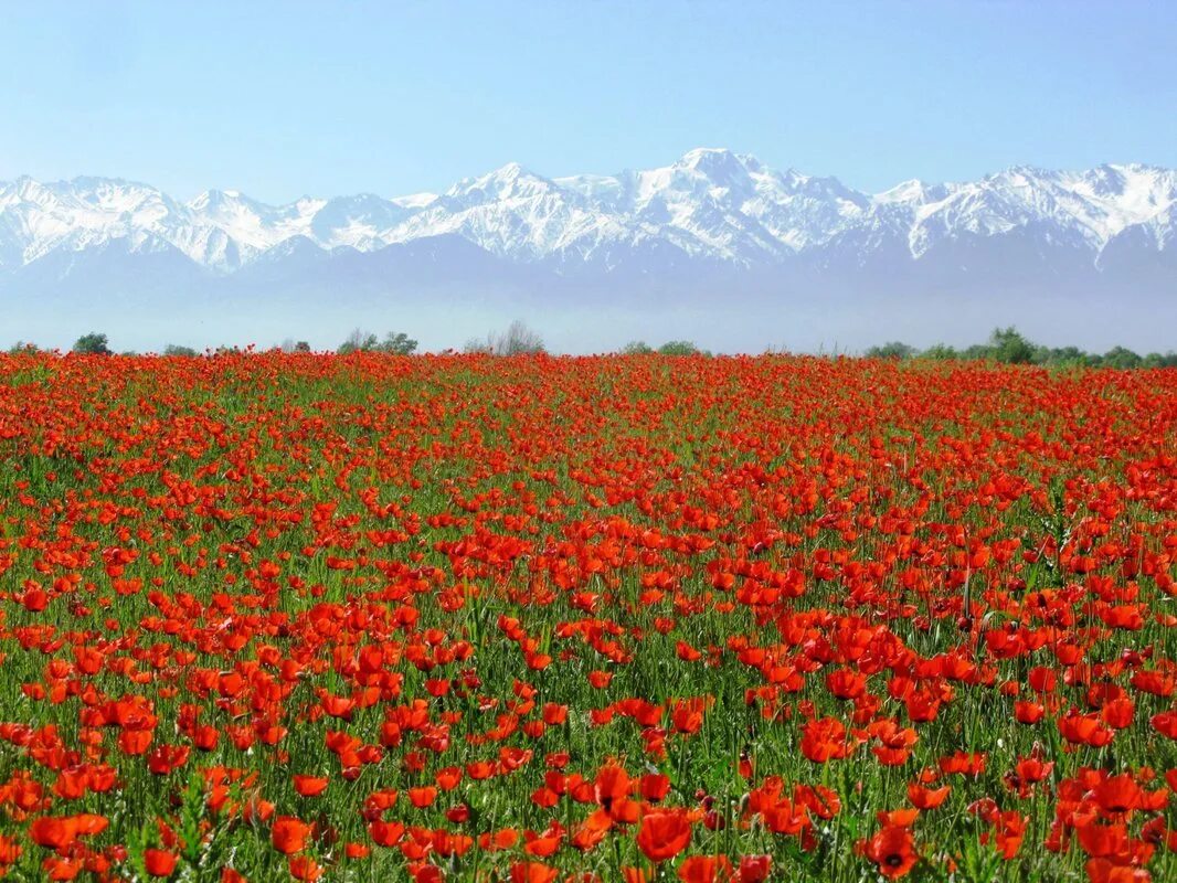 Киргизия в мае. Тянь Шань Киргизия маки. Киргизия Чуйская Долина. Маковые поля Чуйская Долина. Алые маки Иссык-куля.