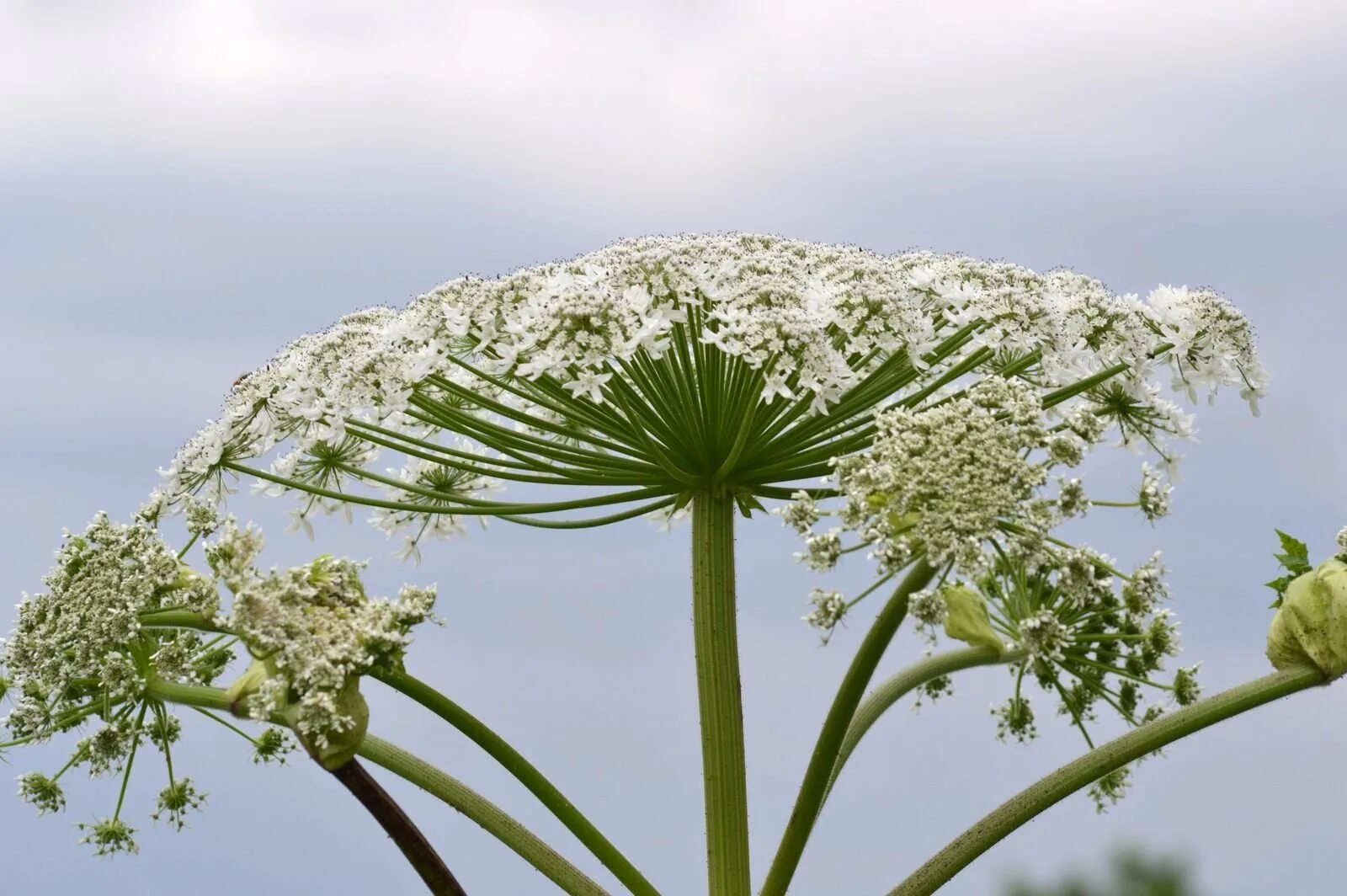 Сибирская пучка. Омежник шафрановый. Heracleum — борщевик. Борщевик Мантегацци Heracleum mantegazzianum. Омежник ядовитый.