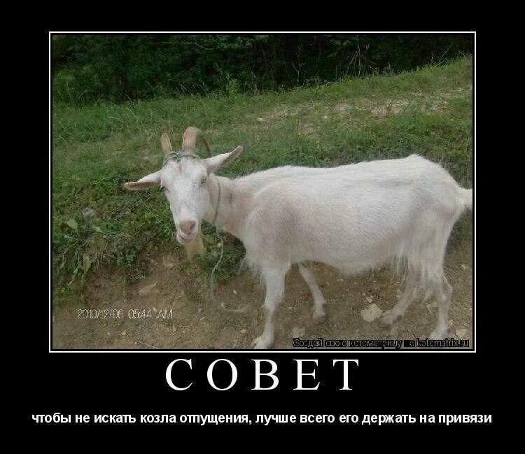 Выражение коза. Козел. смешная коза. коза прикол. шутка про коз.
