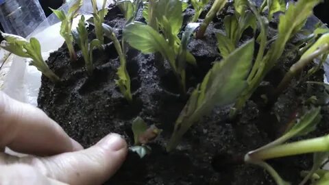 Укоренить черенки георгин