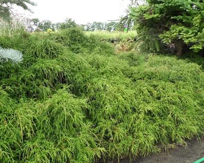 Кипарис горохоплодный филифера
