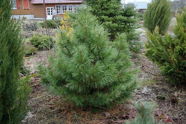 Pinus koraiensis 'Silveray' Backyard plants, Landscaping trees, Urban garden