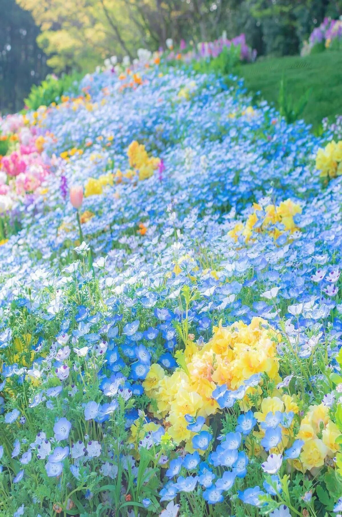 Цветного лето. Летние цветы. Цветы в саду. Желто голубые цветы. Яркие полевые цветы.