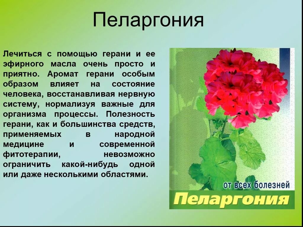 Герань польза и вред в доме. Герань комнатная. Лечебные растения герань. Герань для чего полезна. Герань лекарственное растение.