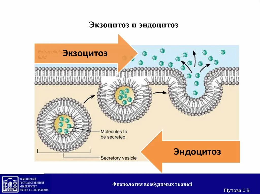 Установить последовательность эндоцитоза. Схема Эндо и экзоцитоз. Везикулярный экзоцитоз. Экзоцитоз и пиноцитоз. Фагоцитоз пиноцитоз экзоцитоз.