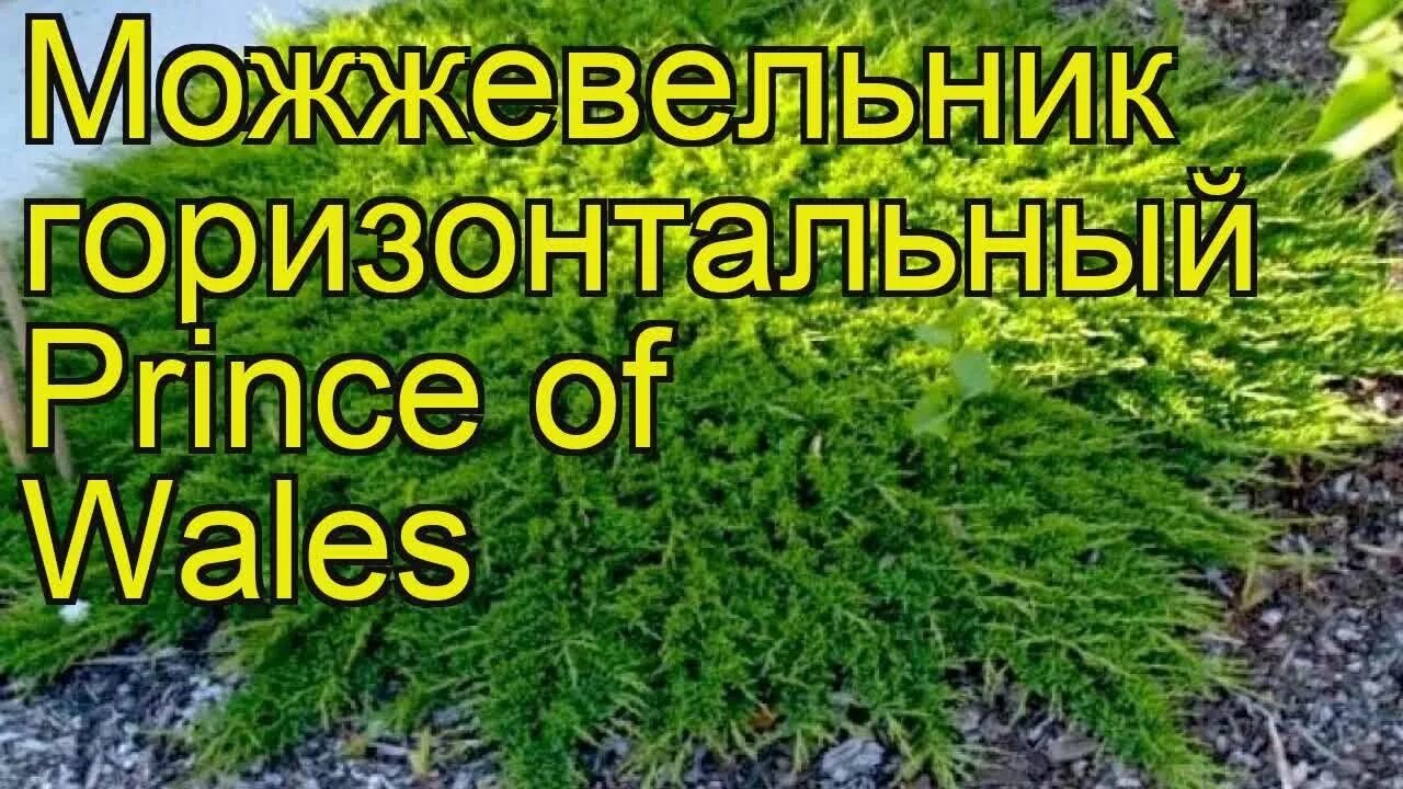 Принц уэльский можжевельник описание и фото отзывы БЕЗ БРЕНДА None Можжевельник горизонтальный "Принц Уэльский" 9x15 см ЮниМаг.