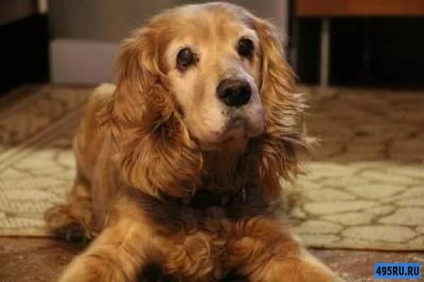 Английский кокер спаниель рыжий. Кокер в добрые руки. Кокер в добрые руки. Английский кокер спаниель даром. Приют для кокер спаниеля.