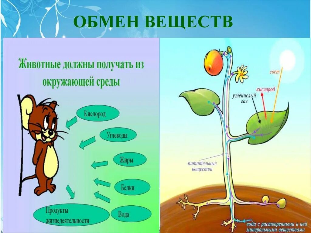 Изменение организмами в процессе жизнедеятельности. Обмен веществ у растений. Обмен веществ живых организмов. Обмен веществ это в биологии. Выделение обмен веществ и энергии.