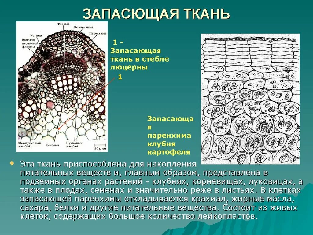 Запасная ткань растений. Основная запасающая ткань растений функции. Основная запасающая ткань растений строение. Запасающие ткани растений строение и функции. Строение клетки запасающей ткани растений.