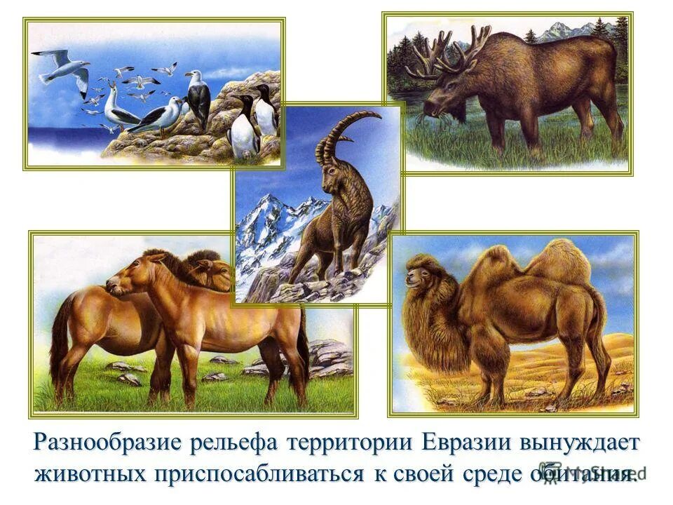 Причины разнообразия рельефа. Разнообразие рельефа. Как животные приспосабливаются в Евразии. Разнообразный рельеф. Приспосабливаться.