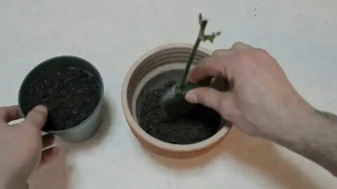Грунт для укоренения черенков