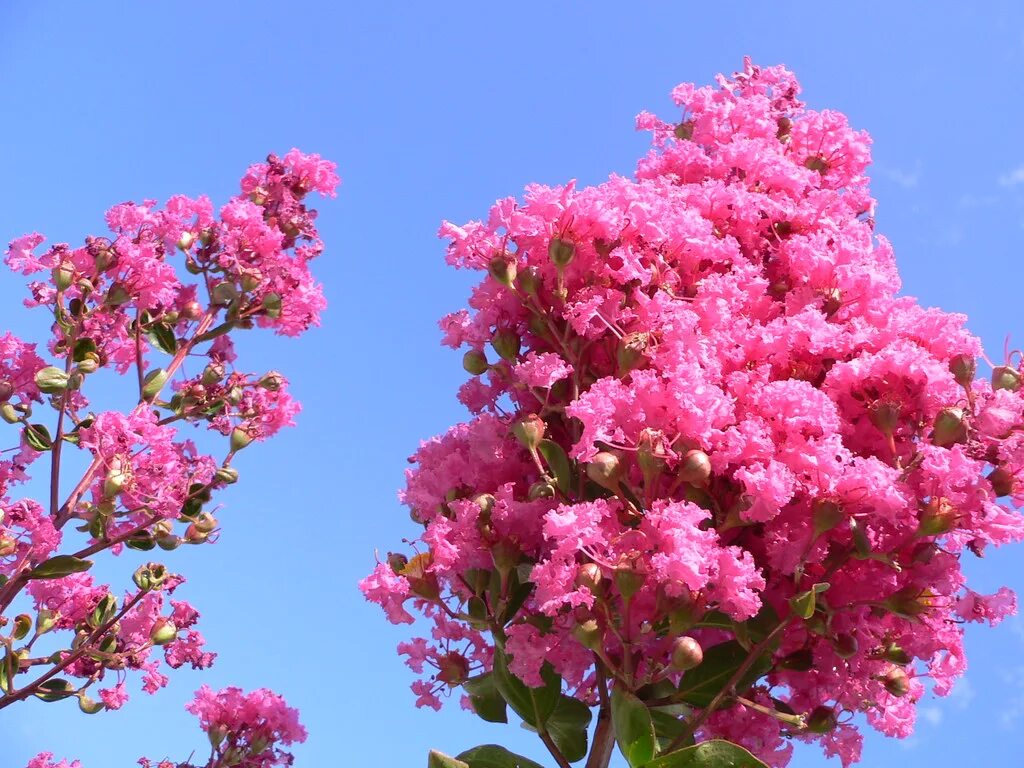 Fleur blossom. Лагерстремия куст. Лагерстремия индийская. Сирень Лагерстремия. Лагерстремия Индика.