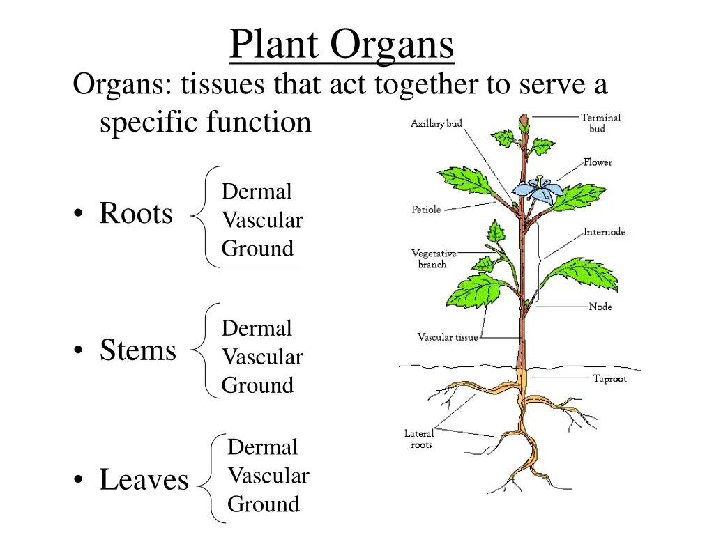 Plant physiology. Plant Organs. Plant structure. Анатомия и физиология растений.