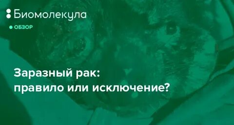 Рак заразен