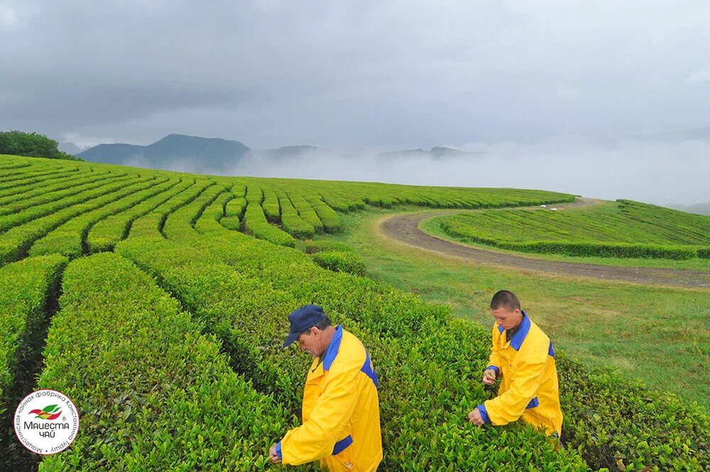 мацестинская чайная плантация сочи. чайные плантации мацеста чай. чайная фабрика мацеста. чайные плантации мацеста чай. мацеста чай плантации.