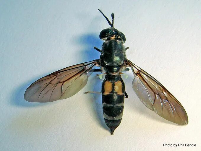 Black soldier fly. Львинка обыкновенная (Stratiomyia Chamaeleon). Львинка обыкновенная Муха. Личинка мухи-львинки (Stratiomyia Chamaeleon). Муха черная львинка.