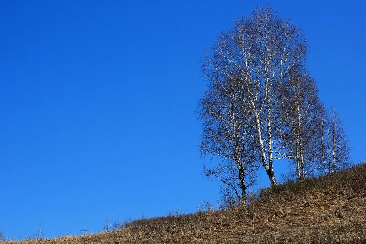 береза на пригорке. береза на холме. золотая береза алтай. береза на пригорке. березы на холме.