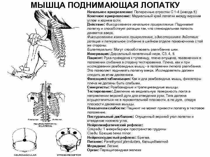 Мануальное мышечное тестирование. Тестирование подлопаточной мышцы кинезиология. мышца поднимающая лопатку иннервация. мануальное тестирование мышцы поднимающие лопатку. тестирование ромбовидной мышцы мануально мышечное.