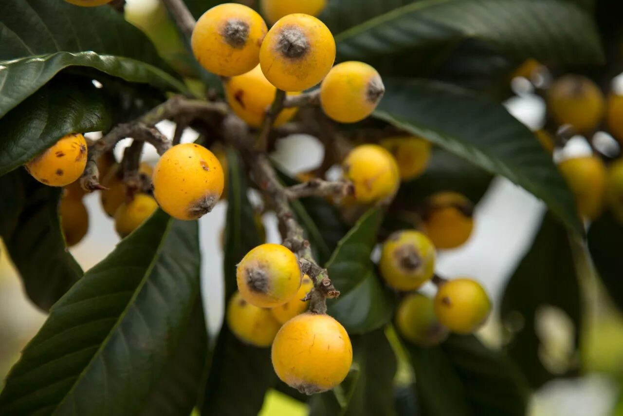 Мушмула. Плодовое дерево мушмула. Унаби мушмула. Мушмула германская кавказская. Дикая мушмула.