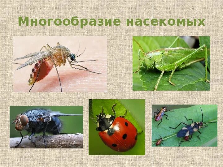 Класс насекомые многообразие. Разнообразие насекомых. Многообразие насекомых 7 класс. Разнообразие насекомых 7 класс биология. Проект разнообразие насекомых.