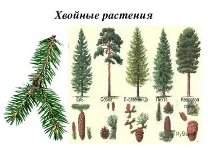 Как называются деревья с хвоинками