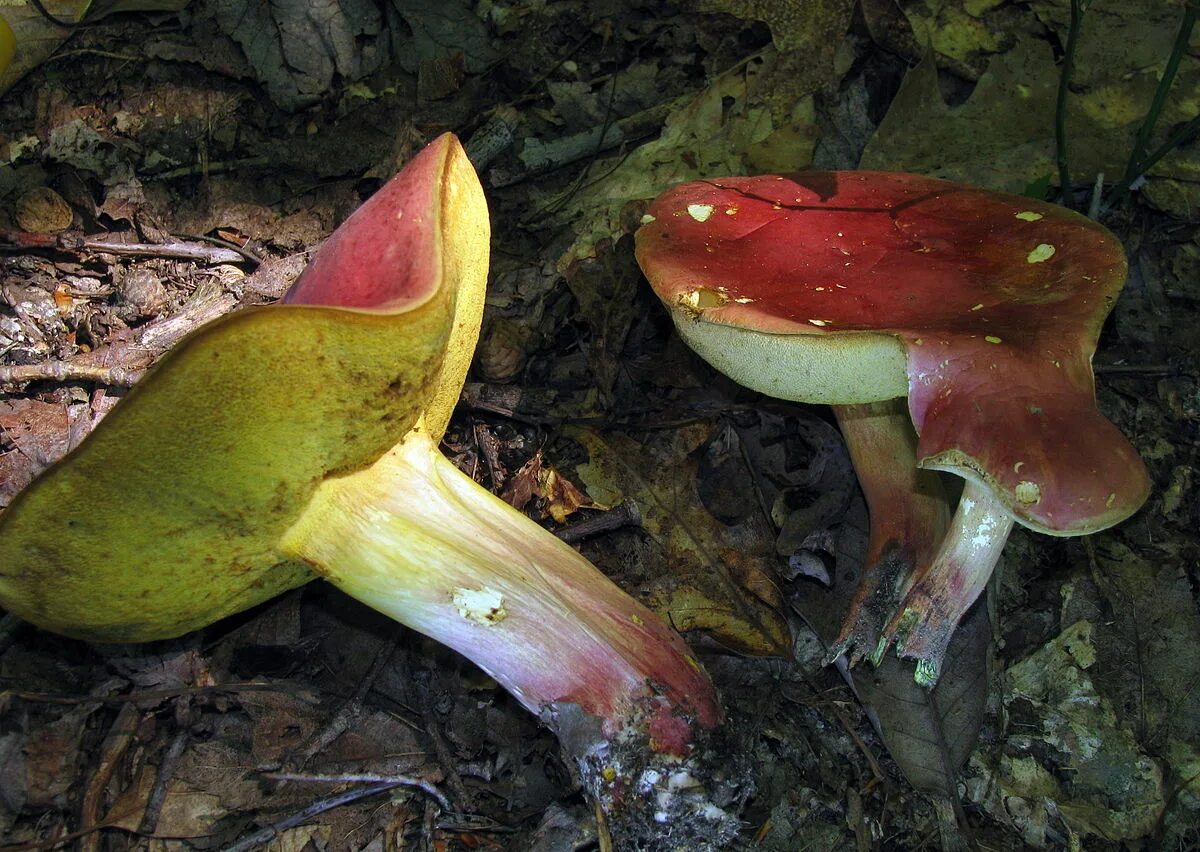 Tricholomopsis rutilans. Моховик красный xerocomus rubellus. Моховик красный hortiboletus rubellus. Гриб с розовой шляпкой и желтой ножкой. Гриб моховик красный.