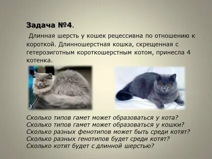 Ген короткой шерсти