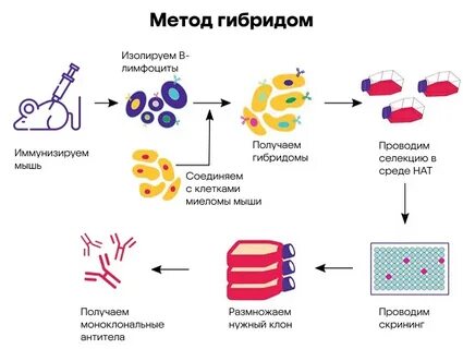 Метод получения гибридных клеток