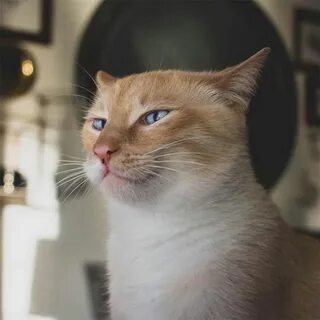 Конечно кошка