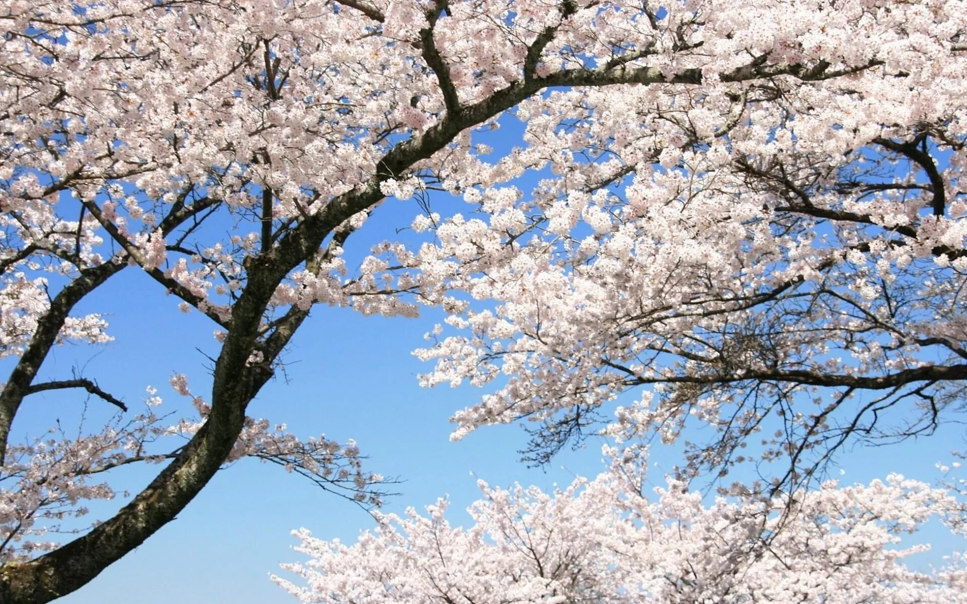 Дни цветения sky. Белая Сакура дерево. Сакура вишня дерево на белом. Цветущая вишня. Деревья весной.