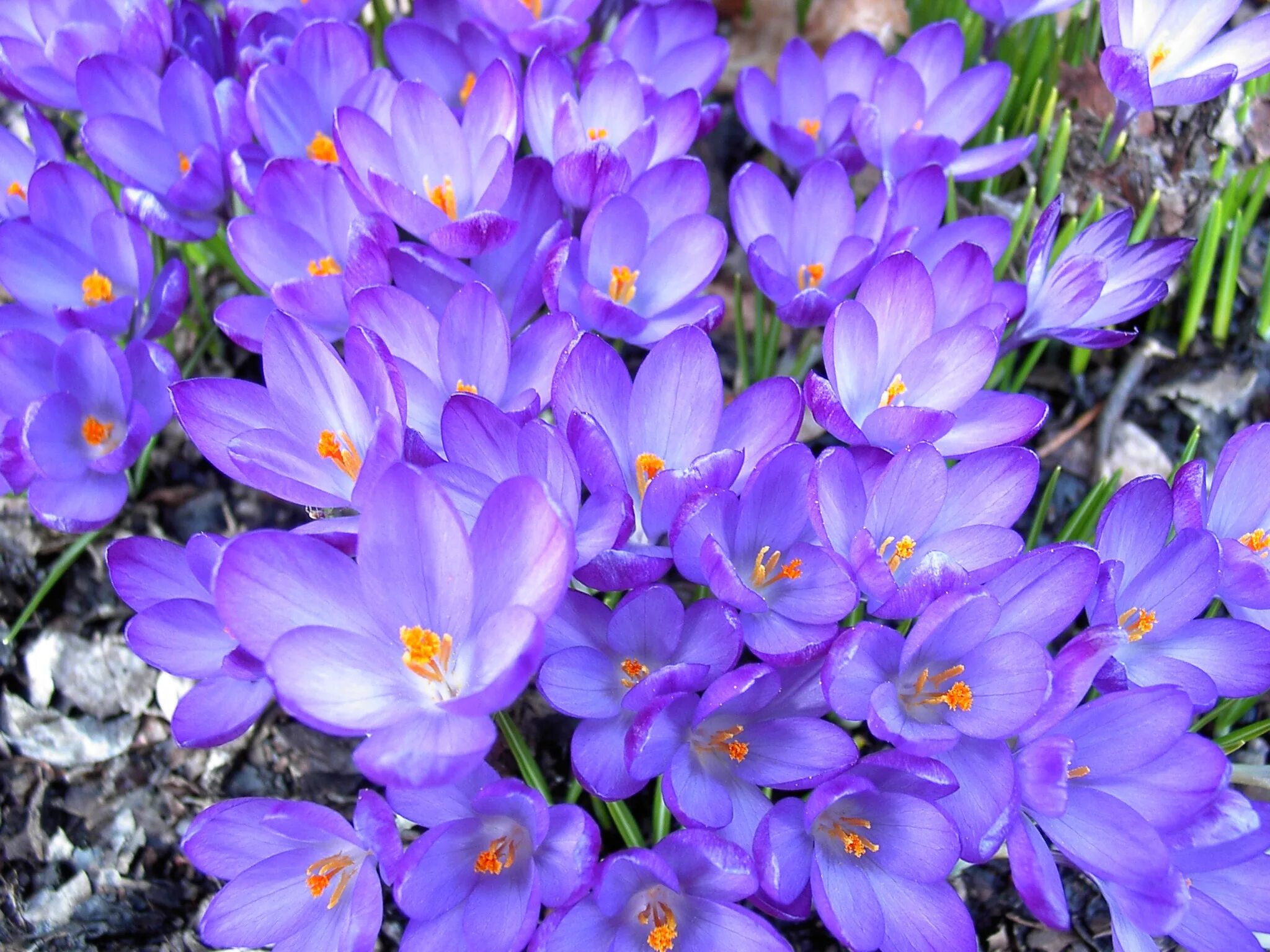 Какой самый первый цветок. Крокус Шафран посевной. Крокус Шафран весенний. Крокус весенний Crocus vernus. Крокус Шафран синий.