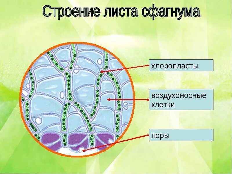 Водоносные клетки в листьях имеет. Строение водоносной клетки сфагнума. Клеточное строение мха сфагнума. Внутреннее строение сфагнума. Внутреннее строение мха сфагнума.