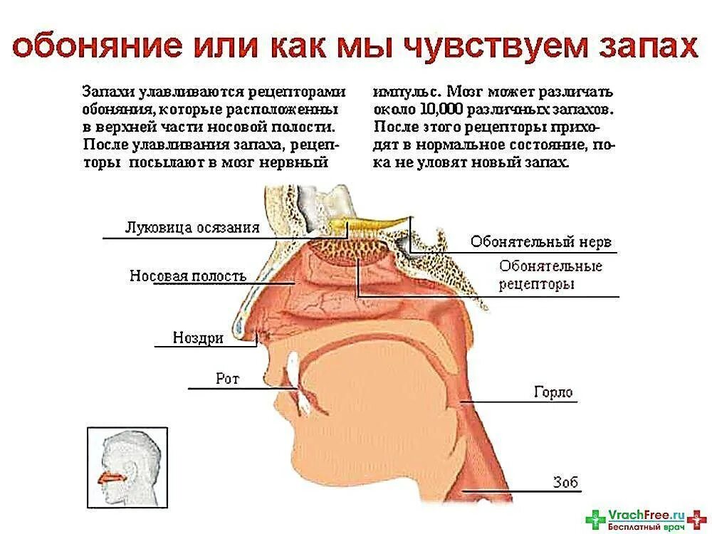 На сколько дней пропадает обоняние при простуде