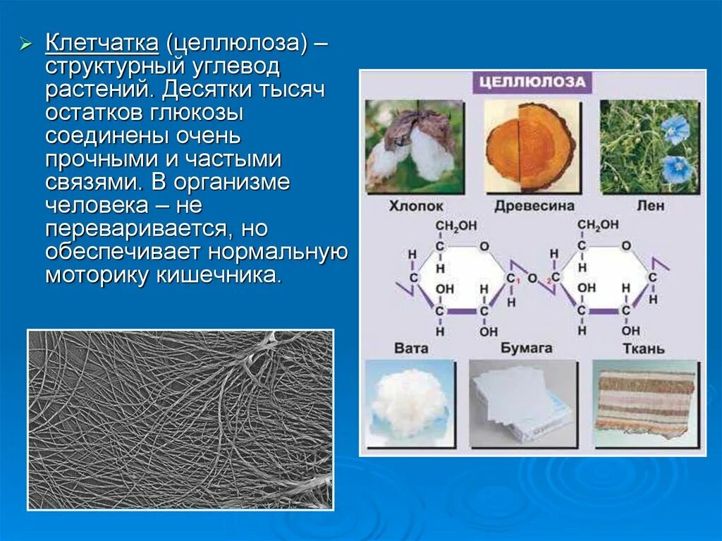 Целлюлоза. Целлюлоза органическое соединение. Целлюлоза клетчатка. Целлюлоза в организме человека.