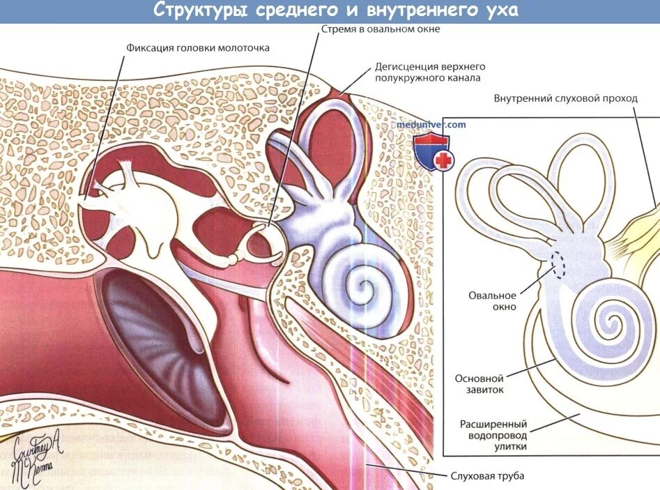 Водопровод улитки анатомия. Строение внутреннего уха. Ухо строение костного Лабиринта. Структуры костного Лабиринта внутреннего уха. Круглое окно внутреннего уха