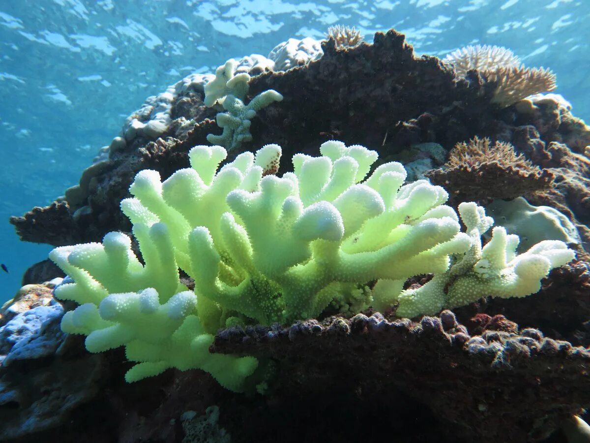 Кауластрея коралл. Ботрофиллум коралл. Acrossota amboinensis коралл.