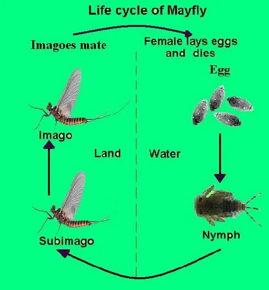 Пищевая цепь с личинкой поденки. Поденка Имаго. Жизненный цикл поденки. Субимаго поденки. Поденки размножение.