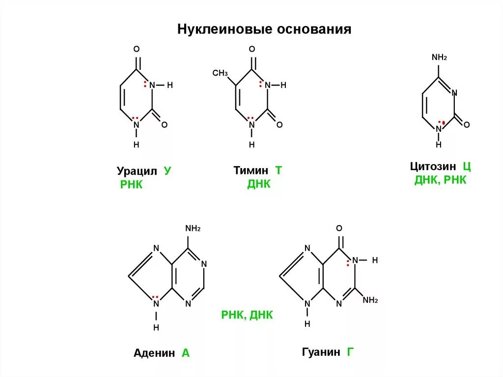 Рнк тимин урацил. ДНК И РНК аденин Тимин гуанин цитозин урацил. ДНК РНК аденин Тимин гуанин цитозин. Аденин гуанин цитозин Тимин а у РНК. Нуклеиновые кислоты Тимин и гуанин.