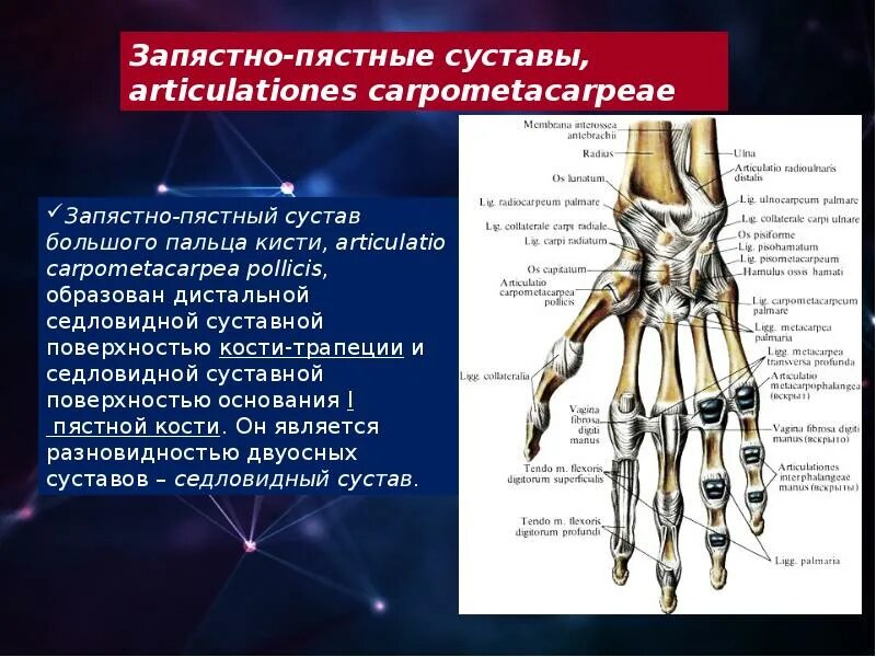Последовательность расположения суставов кисти Отличный атлас по топке на русском языке 2016 Медицинская литература Live ВКонта