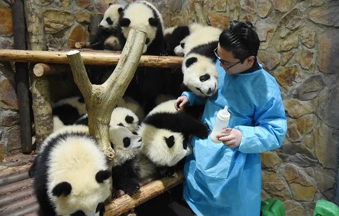 Панда собирает в круг. Чэнду панды. Панда кипер. Панда символ провинции Сычуань. Детский сад для панд.