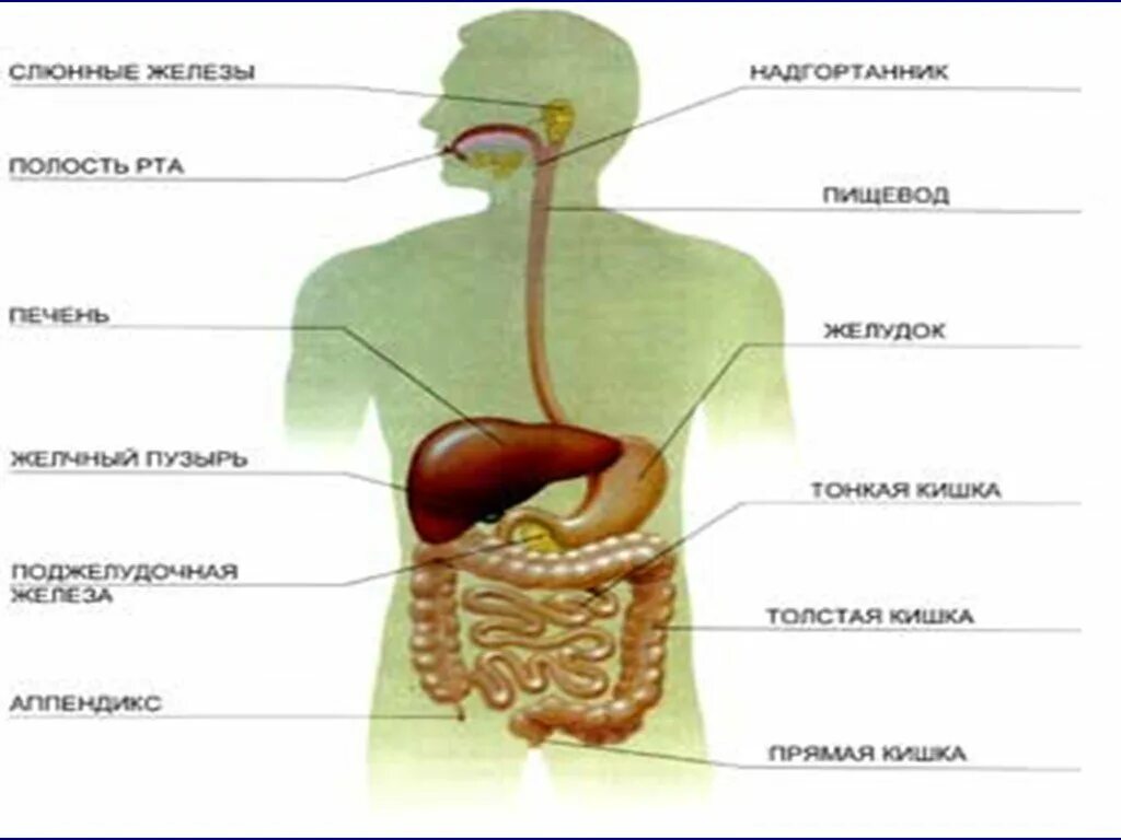 Пищеварение строение пищеварительной системы. Железы пищеварительной системы человека анатомия. Схема строения пищеварительной системы. Пищеварительная система человека схема анатомия. Пищевод желудок железы желудка