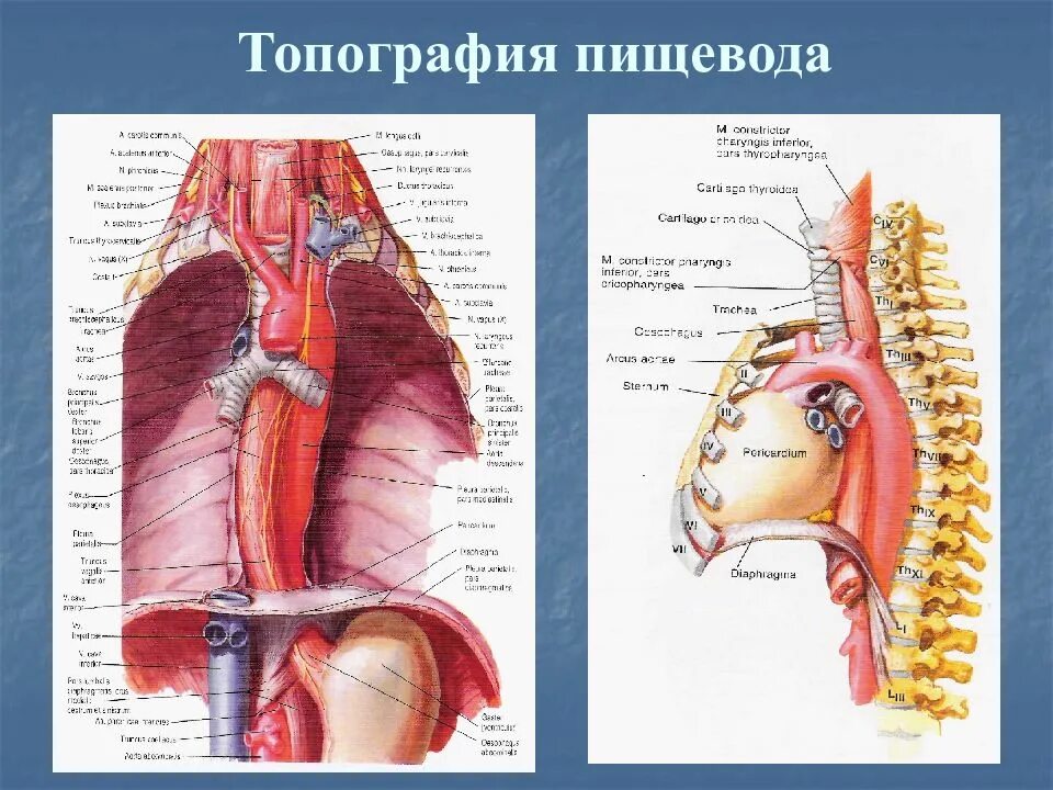 Пищевод синтопия голотопия. Шейный отдел пищевода топографическая анатомия. Пищевод топография строение. Синтопия грудной части пищевода. Шейная часть пищевода