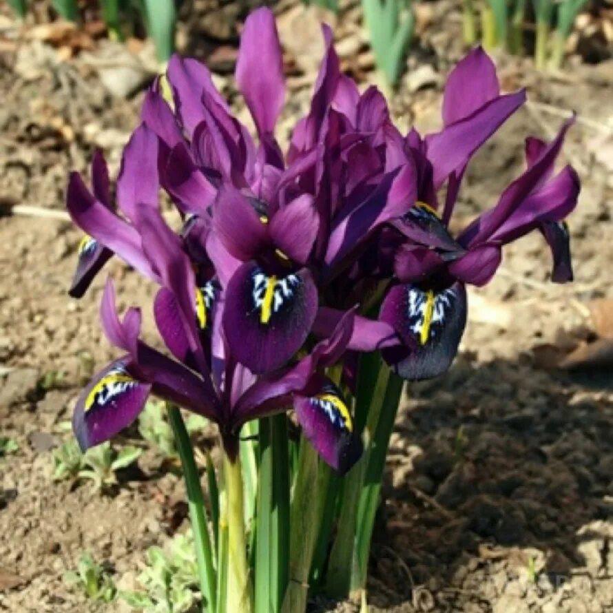 Минусит ирис. Ирис паулина. ирис reticulata pauline. ирис сетчатый pauline. ирис луковичный ирис сетчатый иридодиктиум.