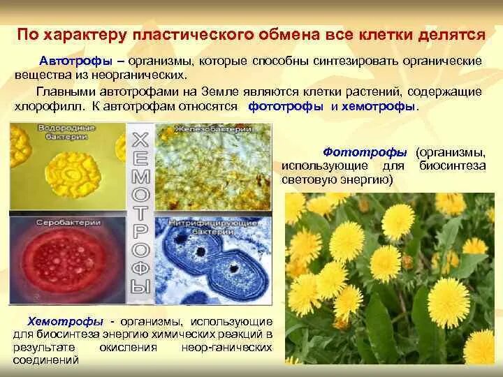 Какие организмы относят к автотрофам мхи бактерии. Какие организмы относят к автотрофам мхи бактерии