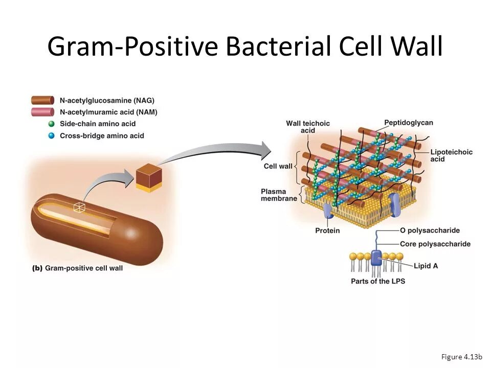 Gram positive Cell Wall. Cell Wall of gram-positive bacteria. Gram negative gram positive bacteria structure. Gram negative Cell Wall.